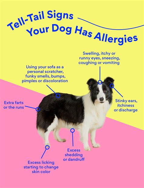 Allergy Meds for Dogs: What Can I Give My Dog for Allergies? | BeChewy