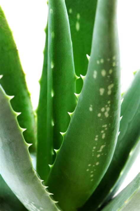 The Medicinal Plant : Aloe vera |The Healing Herbs of India