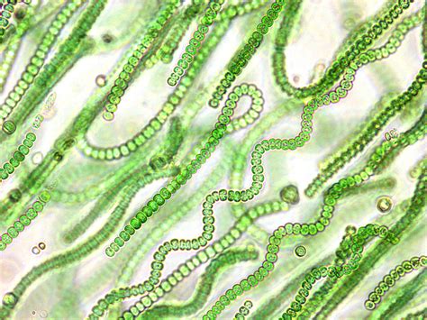 New Study Establishes Evolutionary Origin of Photosynthesis in Cyanobacteria - BioQuick News