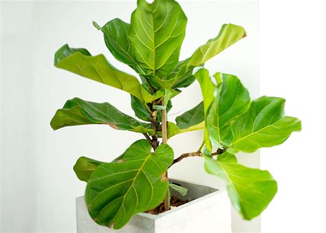 How to Grow and Care for a Finicky Fiddle-Leaf Fig Tree