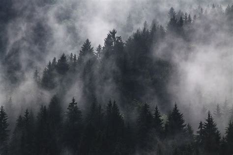 Foggy Forest Wallpapers - Top Free Foggy Forest Backgrounds - WallpaperAccess