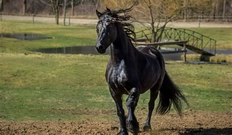 180+ Names for Black Horses - Helpful Horse Hints