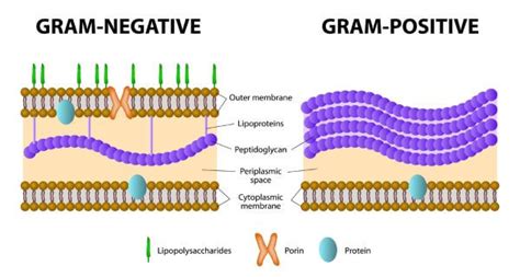 Gram Positive Vs Gram Negative Cells On A Slide Mumuprod | Images and Photos finder