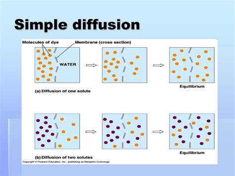 PPT - Why could you compare the cell membrane to the gates of a stadium ? PowerPoint ...