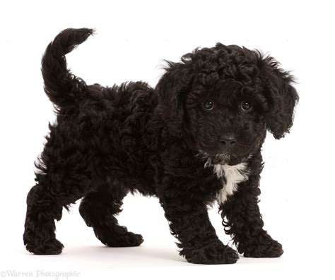 Dog: Black Poodle-cross puppy photo WP46935