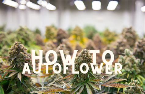 Ruderalis Autoflower Cannabis Grow Guide - Annibale Seedshop