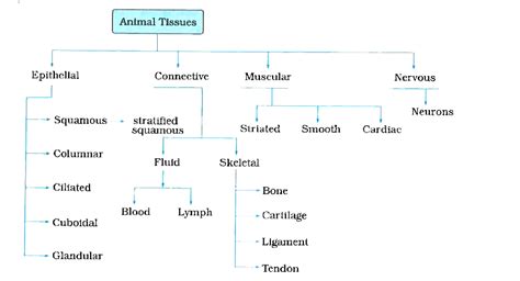 Animal Tissue Flow Chart