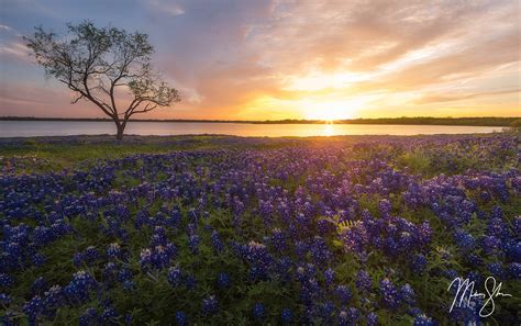 Ennis Bluebonnet Sunburst Sunset | Bardwell Lake, Ennis, Texas | Mickey Shannon Photography