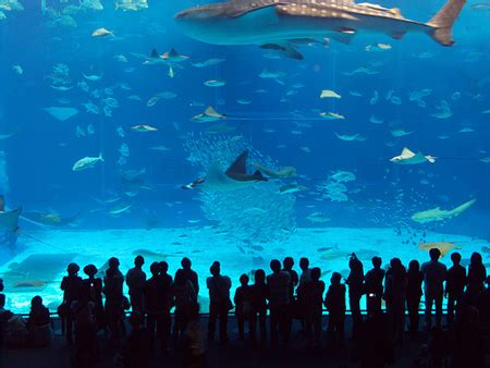 Tourism: Manila Ocean Park