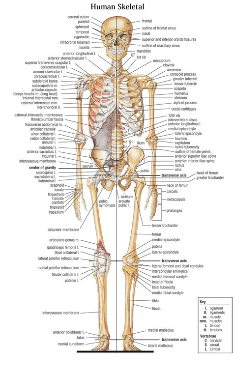 Bones in the Human Body - human body bones name