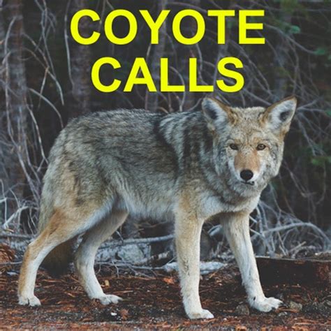 Coyote Calls for Predator Hunting Coyote by Joel Bowers