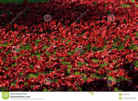 Poppies at the Tower of London Stock Photo - Image of tower, grass: 44187168