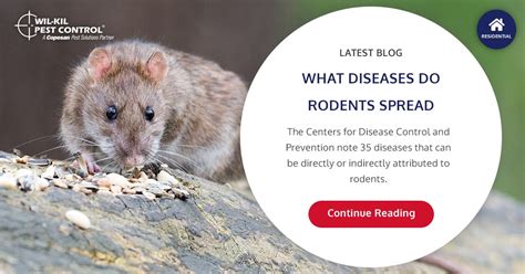 What Diseases are Spread by Rodents? | Wil-Kil Pest Control