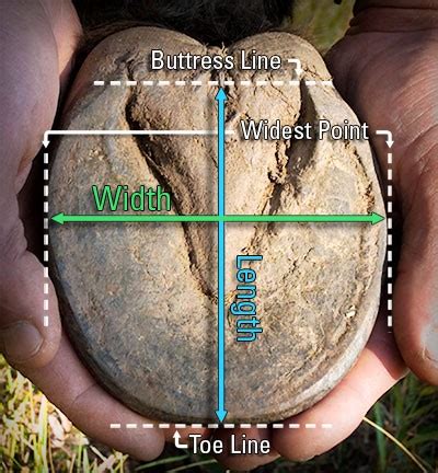 Horse Shoe/Hoof Boot Sizing Comparison - EasyCare Hoof Boot News