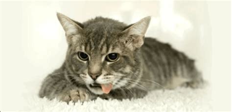 7 Potential Causes for cat throwing up white foam - Great Pet Tips - my pet blog