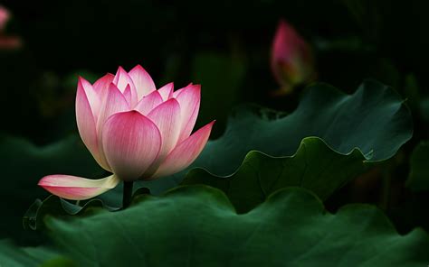 🔥 [44+] Lotus HD Wallpapers | WallpaperSafari