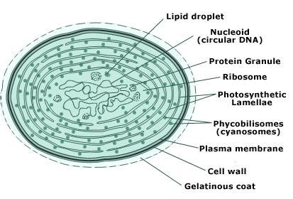 Cyanobacteria, An Eubacteria: Structure & Function