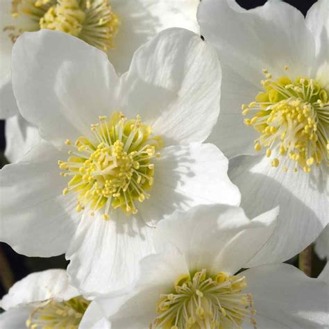 Christmas Rose Seeds - Helleborus Niger Flower Seeds