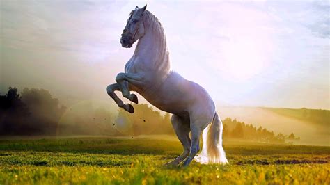 🔥 [100+] Beautiful Horse Desktop Wallpapers | WallpaperSafari