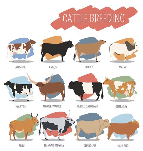 Various Breeds Of Cows Chart Svg Jpg Png, 53% OFF