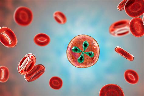 Babesia Symptoms, Diagnosis, and Treatment - Dr. Todd Maderis