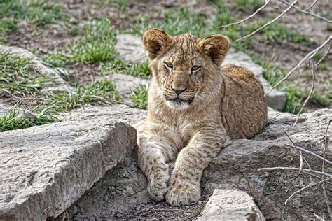 African Lion Cub Photograph by Tom Mc Nemar