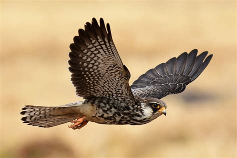 Birdwatching in the Gobi Desert: Top Bird Species to Spot | Three Camel Lodge