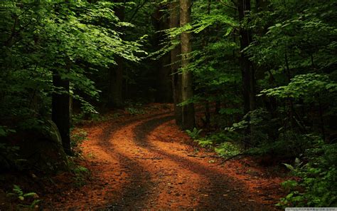 Forest Trail Tree Wallpapers – arthatravel.com