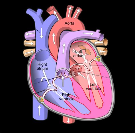 Simple Diagram Of Human Heart