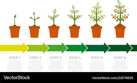 Infographic of plant growth stages tree Royalty Free Vector