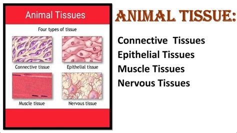 Animal Tissues Grade 10 Notes