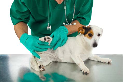 Everything You Need to Know About Umbilical Hernias in Dogs - Animalso