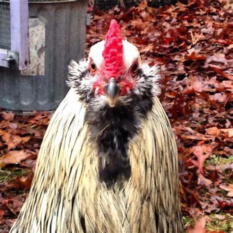 Best Chicken Breeds for Pets - The Cape Coop