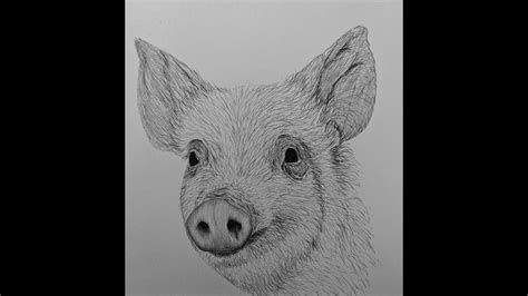 How To Draw A Realistic Pig - Plantforce21