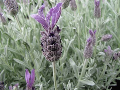 Silver Anouk Spanish Lavender - Lavender Plant