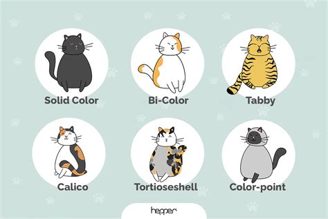 Domestic Cat Fur Patterns