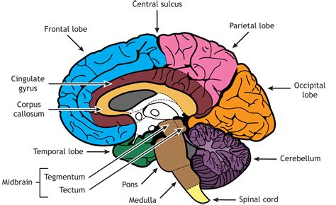 Internal Brain Anatomy – Foundations of Neuroscience