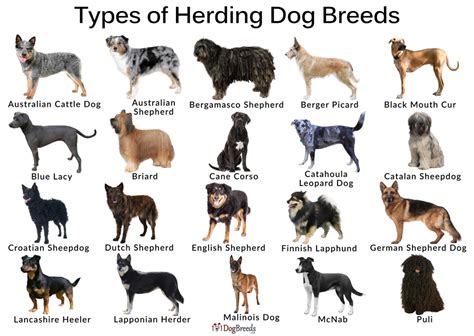 Best Sheep Herding Dogs with Pictures | 101DogBreeds.com