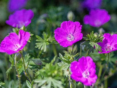 How To Cut Back Hardy Geraniums For A Second Flush Of Flowers - slmport