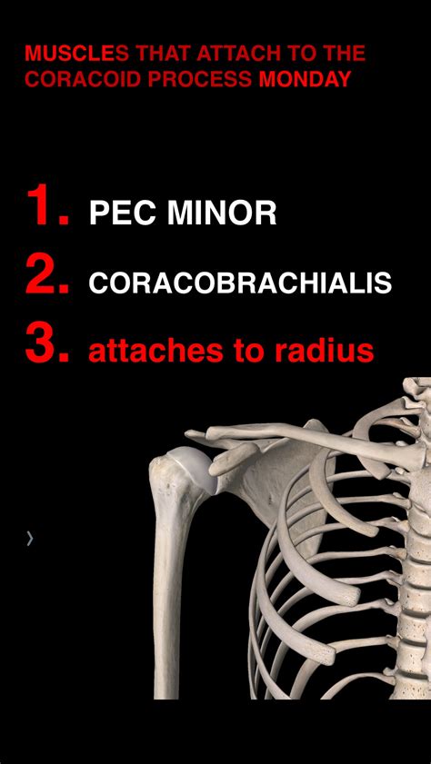 Coracoid Process — James McAfee, PT, DPT