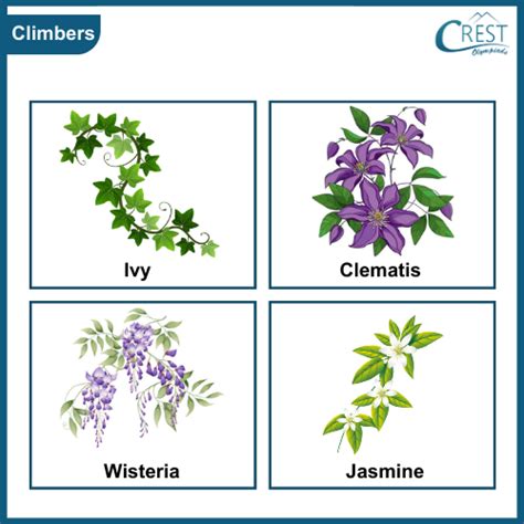 Classification of Plants Class 2 Notes | Science Olympiad