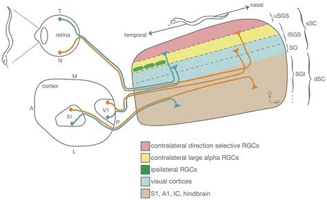 Inferior Colliculus Mouse