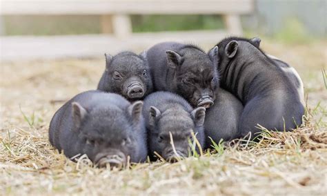 How Big Do Teacup Pigs Get? - A-Z Animals