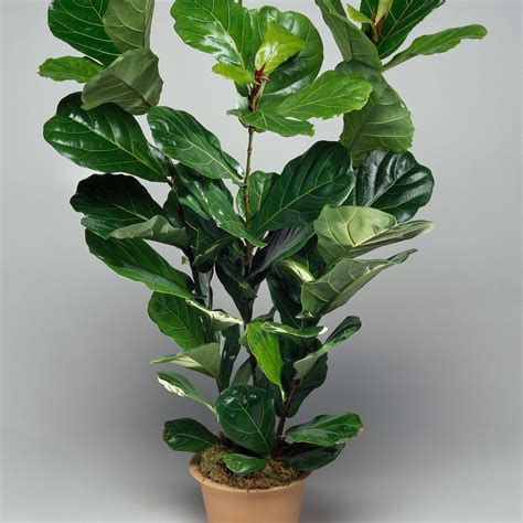 Easiest Low Light Indoor Plants : Low Light Indoor Plants That Are Easy to Grow / The good news ...