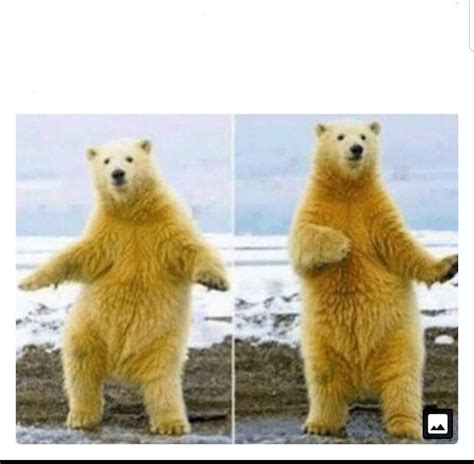 Dancing polar bear Memes - Imgflip