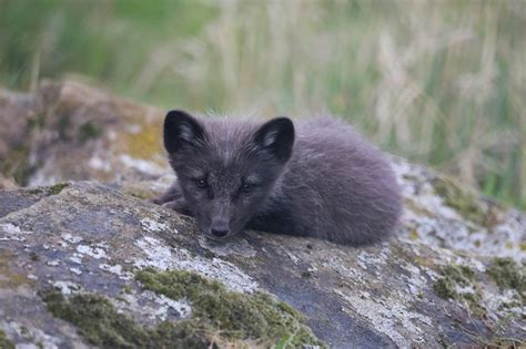 Five Arctic Fox Cubs Born at Highland Wildlife Park | The Highland Times