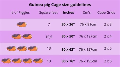 How big should a guinea pig cage be? - Guinea Pals