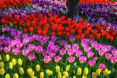 Hidden Garden Of Beautiful Tulips Photograph by Garry Gay - Pixels