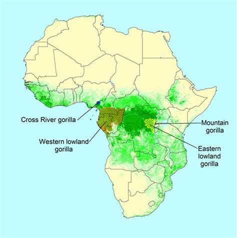 Gorilla SSP - Gorilla Species Distribution