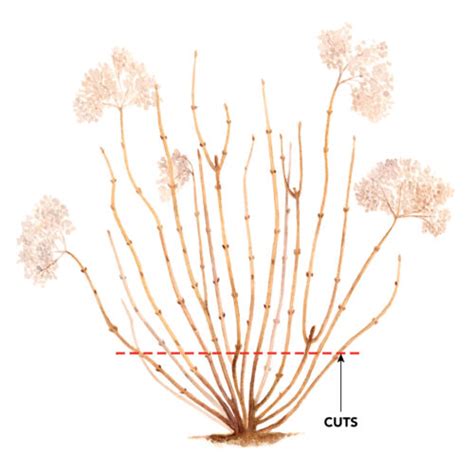 A Better Way to Prune Smooth Hydrangeas - Fine Gardening